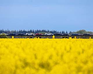 Der blaue AUTOZUG Sylt fährt durch ein blühendes Rapsfeld